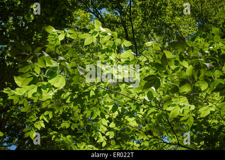 Misto bosco di latifoglie a inizio estate South Mountain Reservation, Millburn, New Jersey, STATI UNITI D'AMERICA Foto Stock