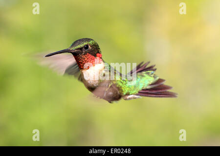 Hummingbird ruby-throated, archilochus colubris, volanti maschio e la visualizzazione di gola arrossata. Foto Stock