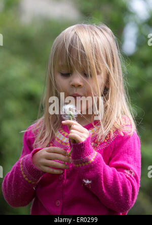 Una bambina in una rosa blowiong superiore di un orologio di dente di leone Foto Stock