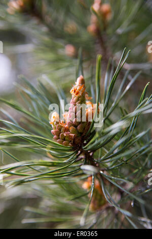 Nuovo cono di pino su albero di pino Foto Stock