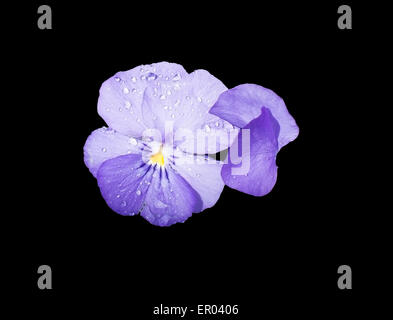 Dolce viola fiore violaceo (Viola cornuta) closeup isolati su nero elemento di design. Foto Stock