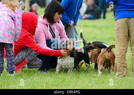 Basset Hounds in posizione di fine corsa da bambina & donna a Hertfordshire County Visualizza Foto Stock