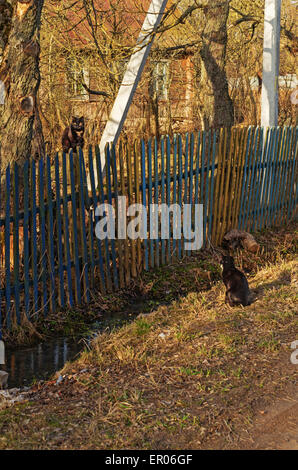 Gatti sulla strada rurale. Foto Stock