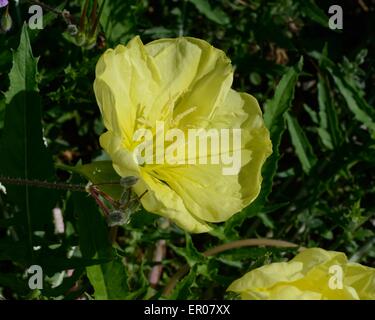 Il giallo di enagra Foto Stock