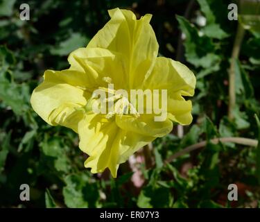 Il giallo di enagra Foto Stock