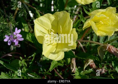 Il giallo di enagra Foto Stock