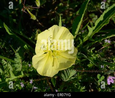 Il giallo di enagra Foto Stock