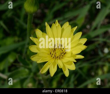 Dente di Leone Texas Foto Stock