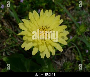 Dente di Leone Texas Foto Stock