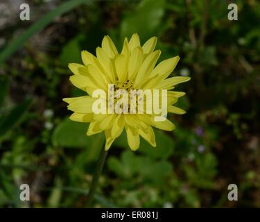 Dente di Leone Texas Foto Stock