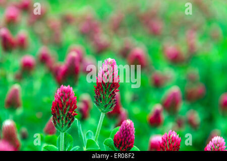 Trifolium incarnatum, trifoglio di cremisi, mangimi per bestiame, concime verde impianto Foto Stock