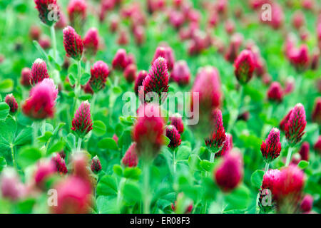 Trifolium incarnatum, trifoglio di cremisi, mangimi per bestiame, concime verde impianto Foto Stock