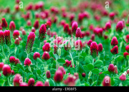 Trifolium incarnatum, trifoglio di cremisi, mangimi per bestiame, concime verde impianto Foto Stock