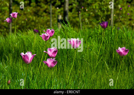 Tulipani nel campo Foto Stock