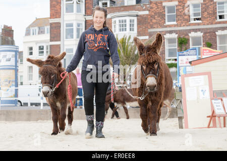 Asini sulla spiaggia di Weymouth, Dorset Regno Unito Foto Stock