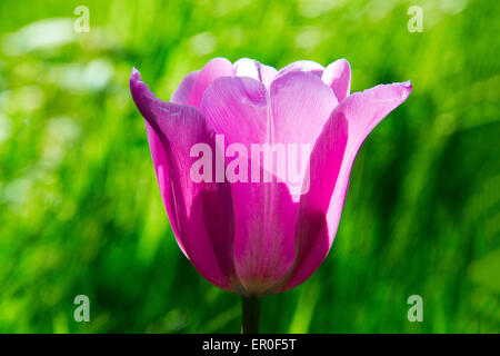 Tulip nella luce solare Foto Stock