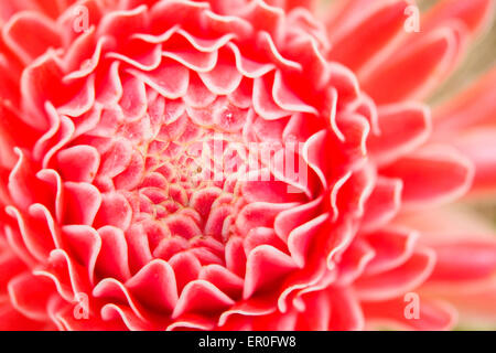 Torcia rosso fiore di zenzero, Etlingera elatior Foto Stock