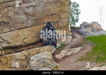 Argento Gorilla posteriore che mostra denti presso il Bioparco di Valencia Foto Stock