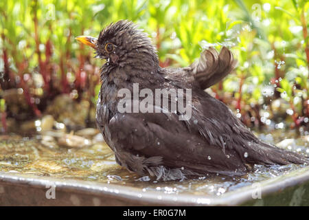 Merlo comune (Turdus merula) prendere un bagno in una vasca di uccelli. Foto Stock