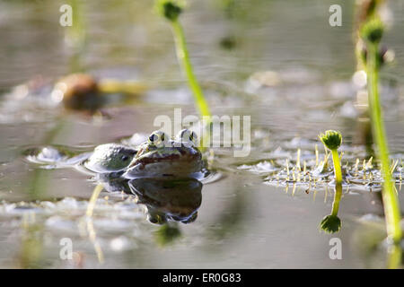 Rana verde (Pelophylax esculentus) giacenti in un stagno a Francoforte in Germania in primavera. Foto Stock