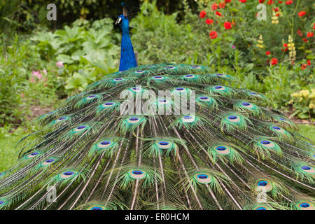 Il peafowl indiano o peafowl blu Foto Stock