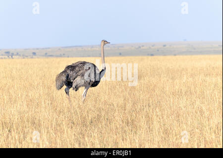 I giovani africani in struzzo Masai Mara, Kenya Foto Stock