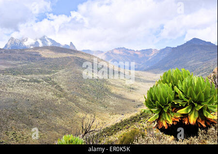 Teleki valle sul Monte Kenya con senecio Foto Stock