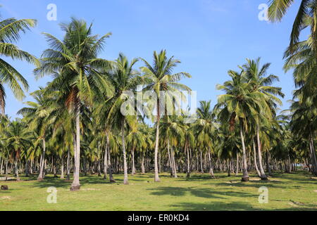 Coconut Palm tree plantation, Pasikudah Bay, Provincia Orientale, Sri Lanka, Asia Foto Stock