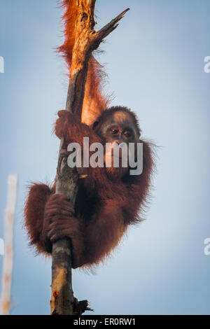 Giovane orangutano borneano (Pongo pygmaeus) in un centro di riabilitazione a Samboja Lestari, Kalimantan orientale, Indonesia. Foto Stock