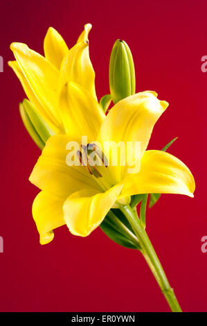 Giglio Giallo solido su sfondo rosso. Due fiori e boccioli diversi. Foto Stock