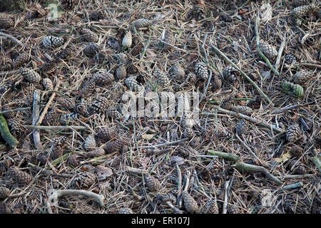 Gli aghi di pino e pigne a copertura di un pavimento di bosco Foto Stock