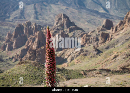 Il rosso (Bugloss Tajinaste Rojo in spagnolo, Echium wildpretii) è una pianta endemica dal Cañadas del Teide National Park Foto Stock