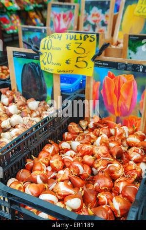 AMSTERDAM - 17 aprile: scatole con le lampadine presso il mercato dei fiori galleggiante il 17 aprile, 2015 a Amsterdam, Paesi Bassi. Foto Stock