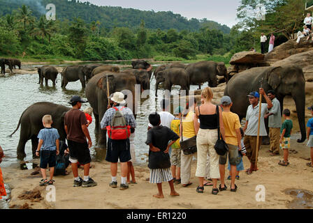 Pinnawala l'Orfanotrofio degli Elefanti,Sri Lanka,dove gli elefanti sono presi a bagnarsi in Maha Oya fiume.un turismo di elefanti Foto Stock