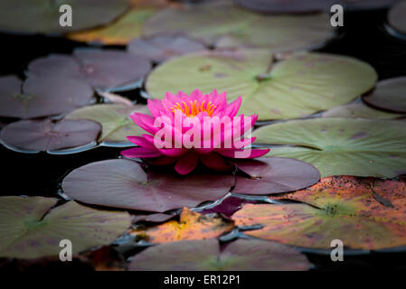 Un viola giglio di acqua su un laghetto Foto Stock