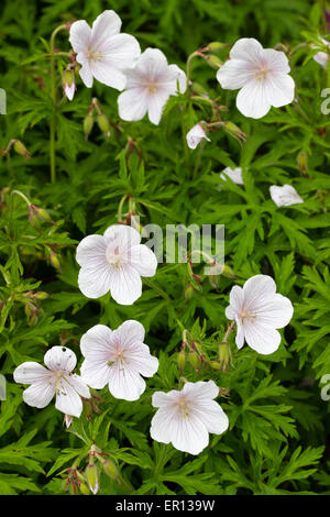 Fiori bianchi di hardy geranio, Geranium clarkei 'Kashmir White' Foto Stock