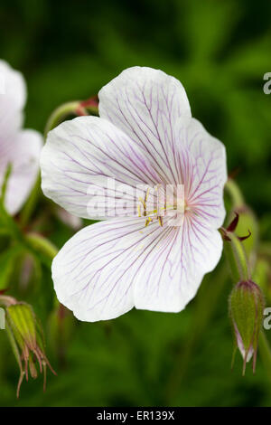 Fiori bianchi di hardy geranio, Geranium clarkei 'Kashmir White' Foto Stock