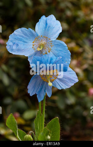 Gemellato dei fiori di hardy Himalayan fertile gruppo blu papavero, Meconopsis 'Lingholm' Foto Stock