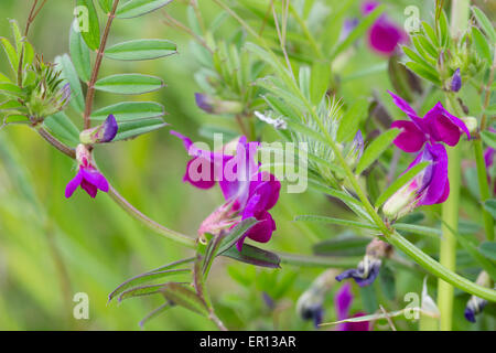 Rosso-fiori viola del vetch comune, Vicia sativa, una bassa di arrampicata di fiori selvaggi nel Regno Unito Foto Stock