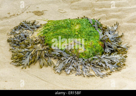 Roccia ricoperte da alghe e alghe su di una spiaggia di sabbia. Foto Stock
