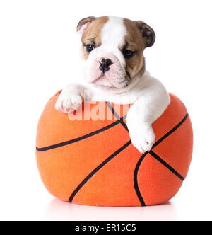 Sport hound - bulldog cucciolo di seduta all'interno di un peluche di pallacanestro ripiene Foto Stock