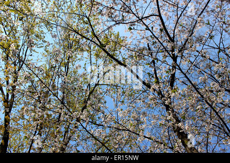 Colorful photo shoot showing the transition of cherry trees in a Canadian spring Foto Stock