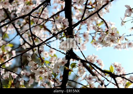 Colorful detail of a traditional blossoming cherry tree in a Canadian spring Foto Stock