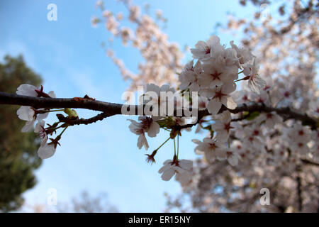 Detail of a branch of a blossoming cherry tree in a spring in Canada Foto Stock