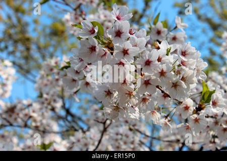 Bouquet di fiori di un fiore ciliegio in una molla in Canada Foto Stock