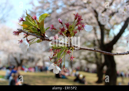Detail of a branch of a blossoming cherry tree in a spring in Canada Foto Stock