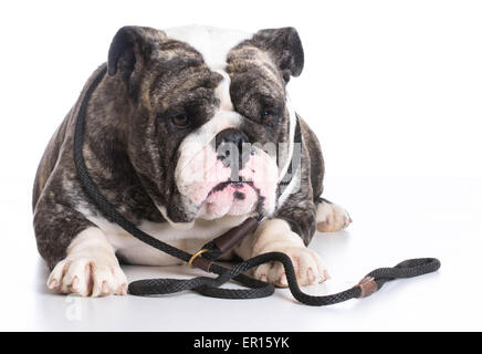 Cane al guinzaglio - bulldog indossando un filo di slittamento che stabilisce su sfondo bianco Foto Stock