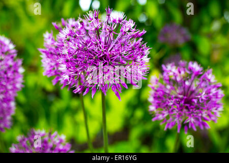 Allium Flower Closeup di un viola allium flower su verde Foto Stock