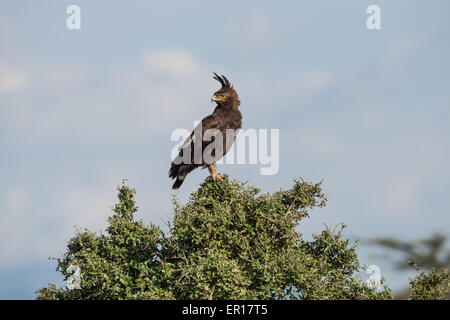 Crested Eagle arroccato su di acacia, Tanzania. Foto Stock