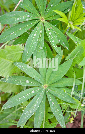 Le piante di marijuana Close up Foto Stock